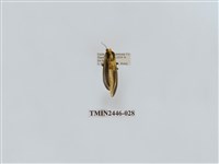 藏品(雙帶長苔蛾)的圖片